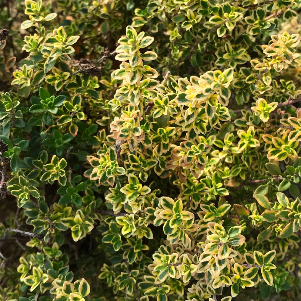ゴールデンタイムの投稿画像 By さっささん 植中毒と地植えとハーブ タイムとハーブ 18月4月2日 Greensnap グリーンスナップ