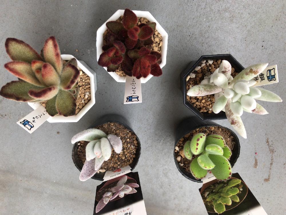 銀月の投稿画像 By ゆきのころさん ブラウンバニーとチョコレート