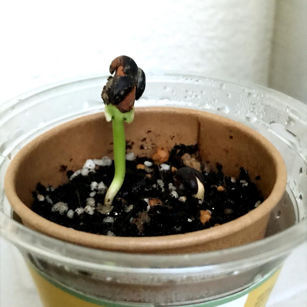 バオバブの投稿画像 By 麻さん 植中毒と発芽と観葉植物 18月4月2日 Greensnap グリーンスナップ