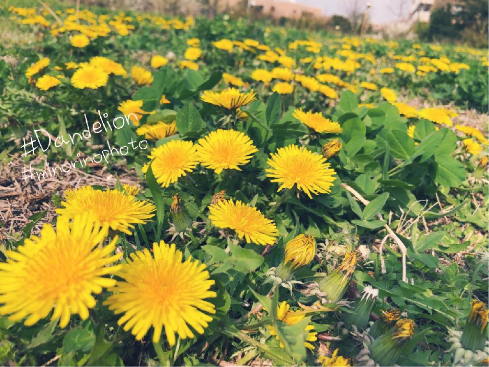 タンポポの投稿画像 By Richrichさん 写真と植物とはるが来た と黄色いお花大好き協会とまだまだ初心者ときいろいお花とかわいいとminorinophotoとお花の目線 18月4月2日 Greensnap グリーンスナップ