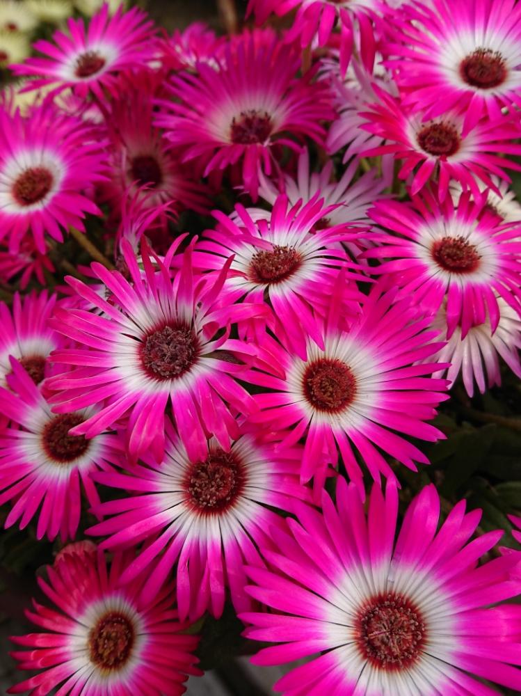 リビングストンデージーの投稿画像 By Hideさん 小さな庭とピンク色の花と花のある暮らしとガーデニングとピンク色の花と花のある暮らしとガーデニング 18月4月2日 Greensnap グリーンスナップ Greensnap グリーンスナップ