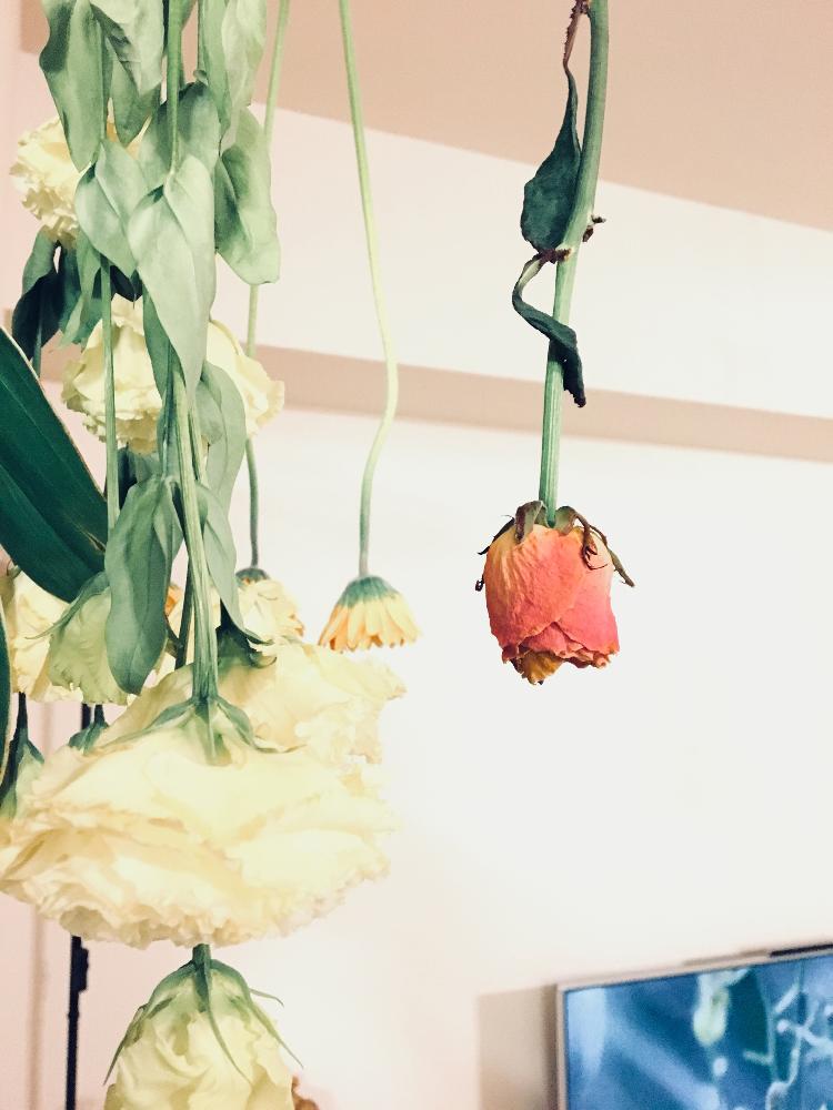 トルコキキョウの投稿画像 By Mammiさん 壁 天井とドライフラワーとdryflowerとドライフラワーとdryflower 18月4月2日 Greensnap グリーンスナップ Greensnap グリーンスナップ