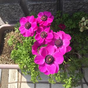 日光大好きの投稿画像 By ちびままさん 壁紙祭りとキュートなお花とナチュラルとおつかれさま と素敵な出会いに感謝とキュンキュン と元気いただいてます と癒やし系 と300いいねと ひとてま込めて コンテストといとおしい植物の表情フォトコンと日光大好きと