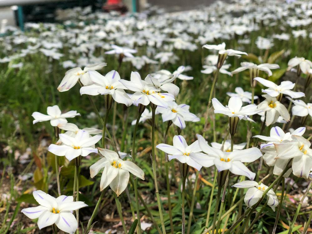 いとおしい植物の表情フォトコンの投稿画像 By Ruiさん 道端の草花と春の訪れとはるが来た と春の草花と花のある暮らしとお花好きと足元にある世界 18月4月3日 Greensnap グリーンスナップ