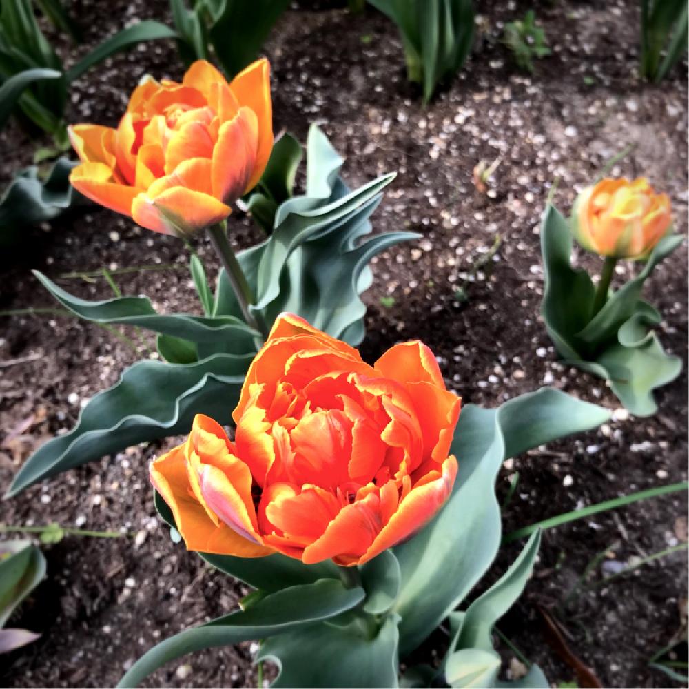 チューリップ オレンジプリンセスの投稿画像 By Coma0626jpさん チューリップ と今日のチューリップとチューリップ祭りと チューリップと植中毒と花のある暮らし 18月4月3日 Greensnap グリーンスナップ