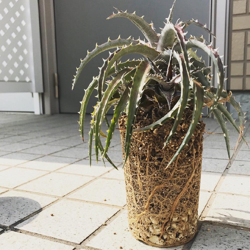 ディッキア の投稿画像 By Morleyさん トゲトゲと植え替えシーズン到来 とディッキアと根鉢 18月4月3日 Greensnap グリーンスナップ