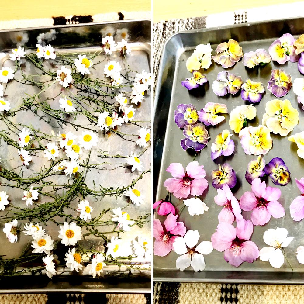 シリカゲルドライの投稿画像 By Nya Aさん ドライフラワーとさくら と植中毒と花かんざし と花のある暮らしと横浜セレクションと春 とビオラ 18月4月3日 Greensnap グリーンスナップ