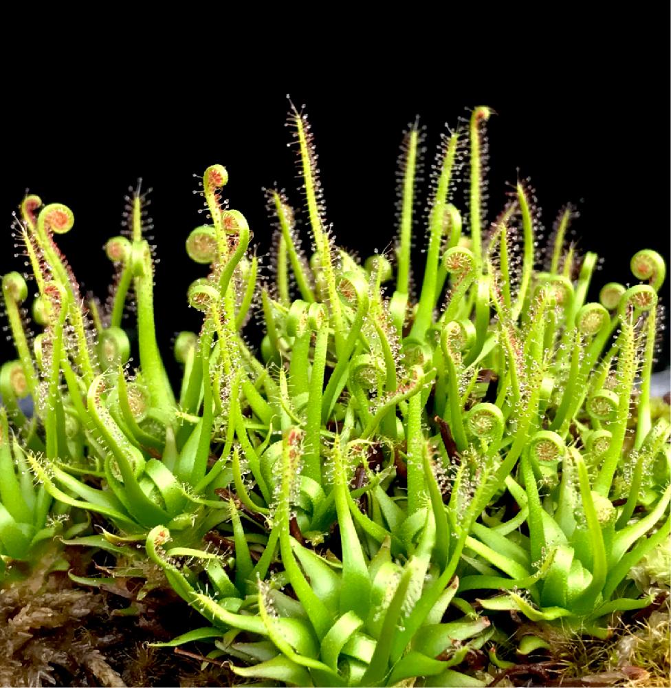 小さな庭の投稿画像 By ニシゴロウさん Htcと食虫植物とgs映えと植中毒とモウセンゴケ類とイトバモウセンゴケ と珍奇植物とhtcと食虫植物とgs映えと植中毒とモウセンゴケ類とイトバモウセンゴケと珍奇植物 18月4月3日 Greensnap グリーンスナップ Greensnap 小さな庭の投稿画像 By ニシゴロウさん Htcと食虫植物とgs映えと植中毒とモウセンゴケ類とイトバモウセンゴケ と珍奇植物とhtcと食虫植物とgs映えと植中毒とモウセンゴケ類とイトバモウセンゴケと珍奇植物 18月4月3日 Greensnap グリーンスナップ Greensnap