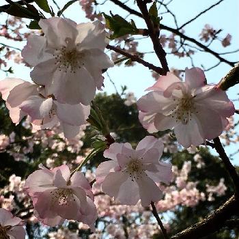 サクラ　アーコレードの画像 by smiling❁︎faceさん | お出かけ先とサクラ　アーコレードと名前は詳しくありませんがと福岡市植物園と植物大好きとさくら 桜 サクラと綺麗と癒されると思わず写メとアーコレードと写真を撮るの大好きと素敵