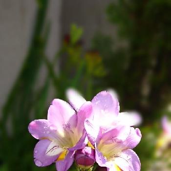 フリージア パープルの投稿画像一覧 Greensnap グリーンスナップ