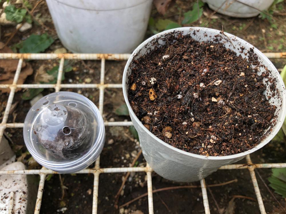 種から育てるサボテン栽培カプセル に挑戦 Greensnap グリーンスナップ