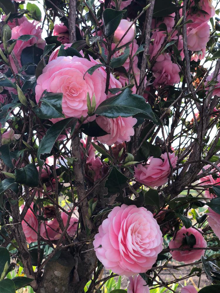 オトメツバキ の投稿画像 By ヤマスケさん 春の到来と友人宅と持ち主はヒメツバキ と満開の八重のツバキと調べて少し混乱と友人宅の庭の畑の一角に植えられ 18月4月3日 Greensnap グリーンスナップ