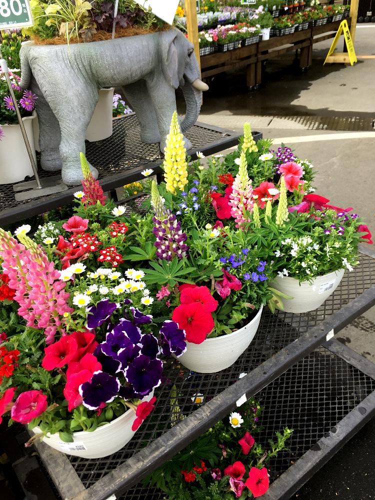 春のお花の投稿画像 By カインズさん 春の寄せ植えと寄せ植えと超特価品 と植中毒とカインズと春休みと花のある暮らしとかわいいとカインズ浦和美園店と カインズホームとゾウの鉢 18月4月3日 Greensnap グリーンスナップ