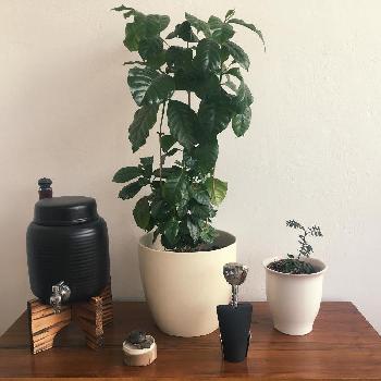 ほぎーのアルバム Greensnap グリーンスナップ