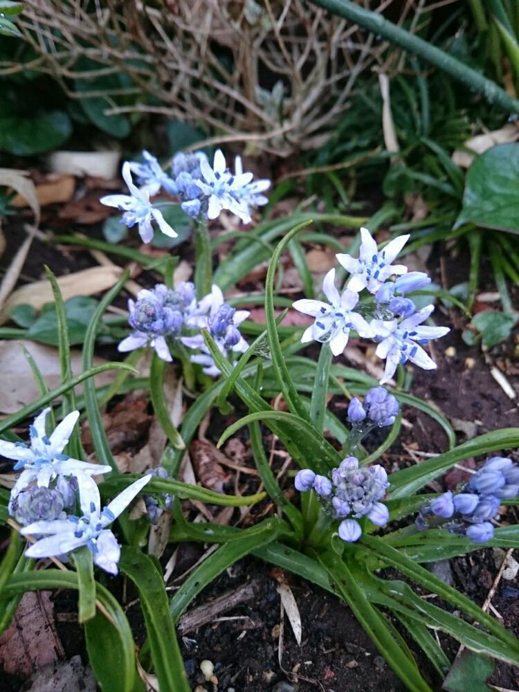 シラー ビマセアの投稿画像 By いたのかペリー さん 春の花 と植えっぱなしと球根と青い花 18月4月3日 Greensnap グリーンスナップ