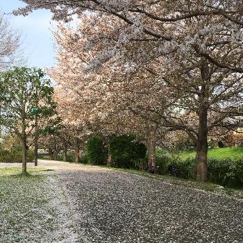 美しの画像 by 淳 こさん | 今日もありがとうと『2018桜』コンテストと美しと神奈川の風景と三川公園