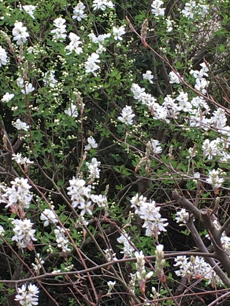 ジューンベリー の投稿画像 By さくらさん リキュウバイ と花木と白い花 18月4月3日 Greensnap グリーンスナップ