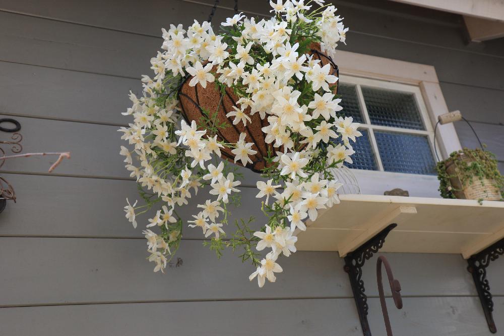 クレマチスカートマニージョーの投稿画像 By Half Moon さん 春の花たちと癒しといとおしい植物の表情フォトコンとナチュラルガーデンと暮らしを楽しむと可愛いと花のある暮らしと ひとてま込めて コンテストと きれいに咲いた コンテストとhalf Moonのカトちゃん クレマチスカートマニージョーの投稿画像 By Half Moon さん 春の花たちと癒しといとおしい植物の表情フォトコンとナチュラルガーデンと暮らしを楽しむと可愛いと花のある暮らしと ひとてま込めて コンテストと きれいに咲いた コンテストとhalf Moonのカトちゃん