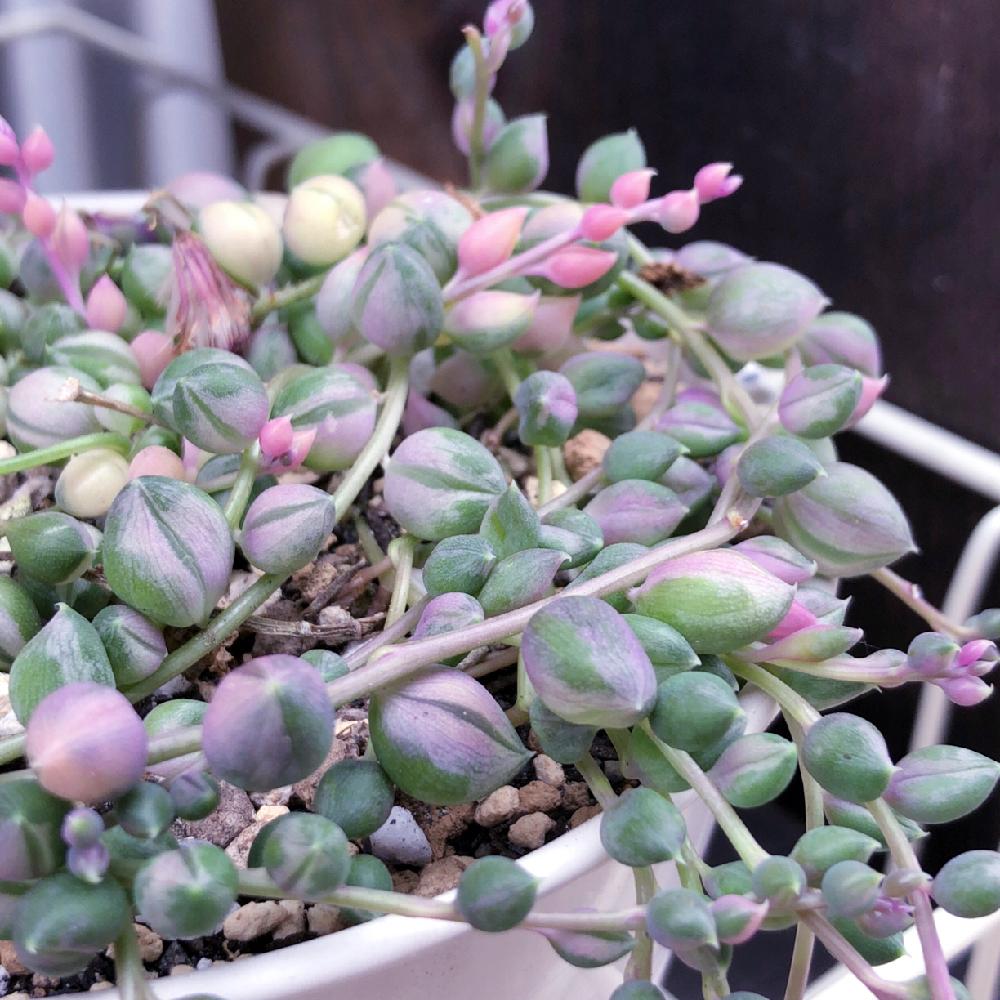 多肉植物 斑入りグリーンネックレス ピンク 抜き苗 グリーンネックレス班入り 抜き苗 Yolobus Com