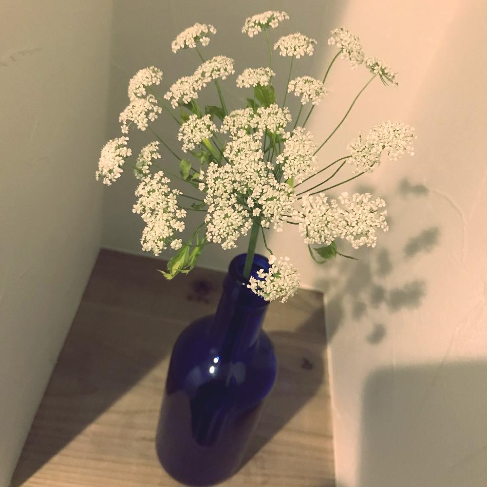 greensnap グリーンスナップ