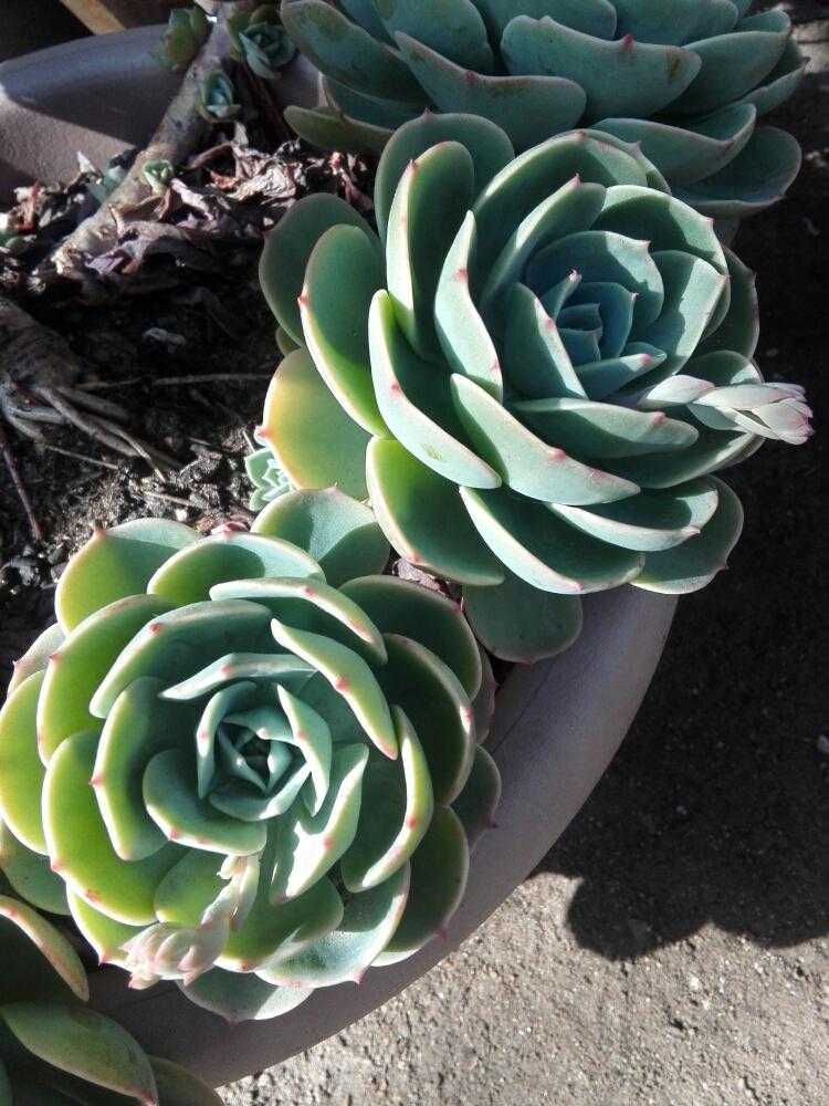 多肉植物は繁殖力凄い Greensnap グリーンスナップ