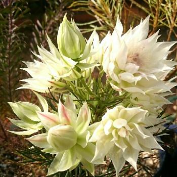 セルリアフロリダの投稿画像一覧 Greensnap グリーンスナップ