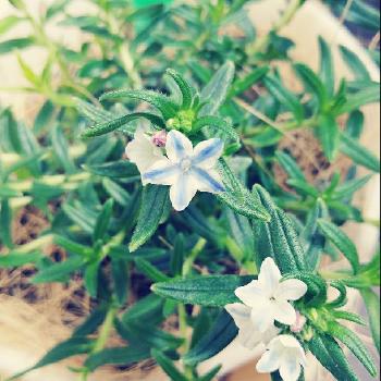 ブルーの花大好きですの画像 by yukmomoさん | バルコニー/ベランダと星咲きホタルカヅラといとおしい植物の表情フォトコンとGSのみなさんに感謝♡とはるが来た！と元気もらえると❤️いいね、ありがとうとボタニカルスポット2018春と花のある暮らしと長生きしてネ♪とブルーの花大好きですとバルコニスト
