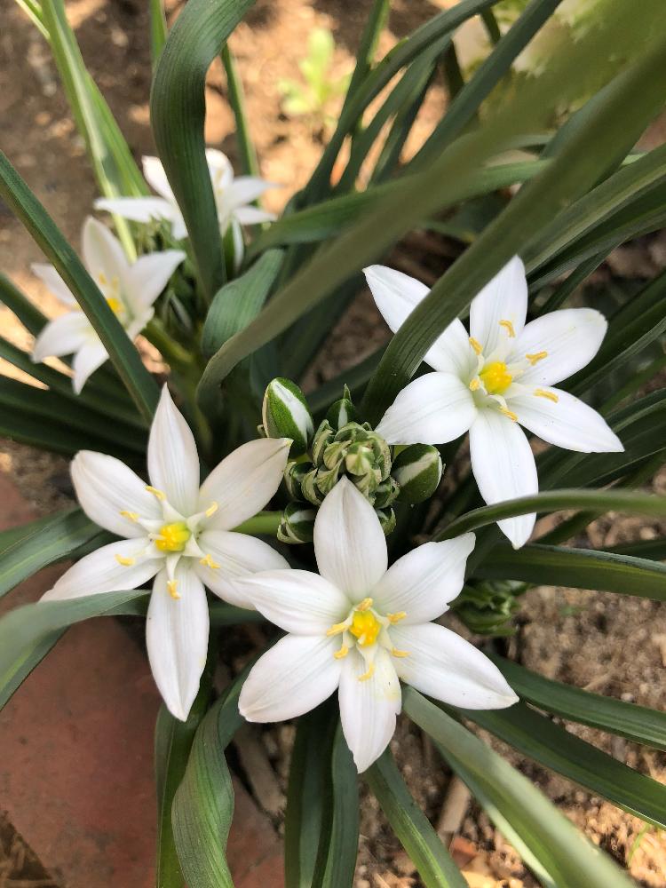 オオアマナの投稿画像 By 和さん はると花のある暮らしとかわいいと白い花と植えっぱなし球根と球根植物 18月4月4日 Greensnap グリーンスナップ