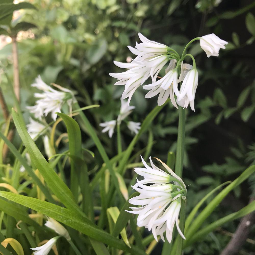 春のお花の投稿画像 By 松ぼっくりさん ヒガンバナ科と球根とニラくさいと鉢植えと毎年咲くと花のある暮らしと白い花とネギ属とよく増える 18月4月4日 Greensnap グリーンスナップ