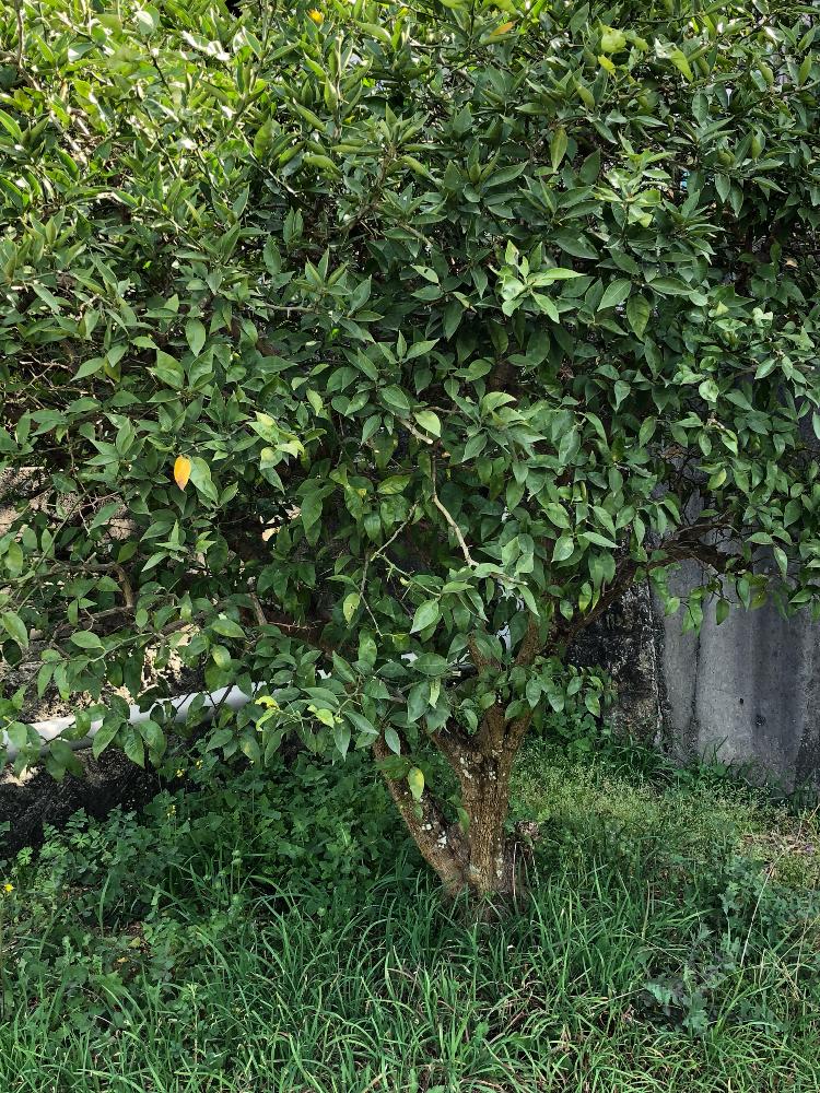 すだち の 木 育て 方 Capeco Africa