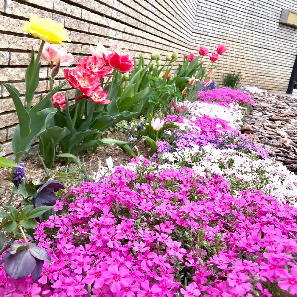 シバザクラの投稿画像 By さっささん チューリップと原種チューリップと花壇と チューリップと植中毒とピンクと芝桜の花と花のある暮らしと地植え 18月4月4日 Greensnap グリーンスナップ