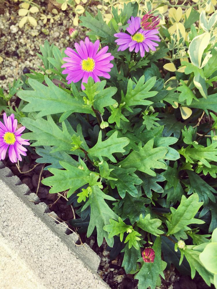 ブラキカムの投稿画像 By Hirococcoさん 細長い花壇と駐車場カダンと半日陰と広い花壇とガーデニング一年生と多年草 18月4月4日 Greensnap グリーンスナップ