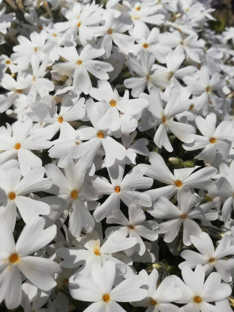 芝桜白い花の投稿画像 By オッカさん まぶしいとありがとう とありがとう とおひさまときれいと鮮やかな色と清楚なお花と癒されると芝桜の花 と優しい気分と清楚な白い花と優しい花色と花のある暮らしとお日さま大好きと楽しみ 18月4月5日 Greensnap