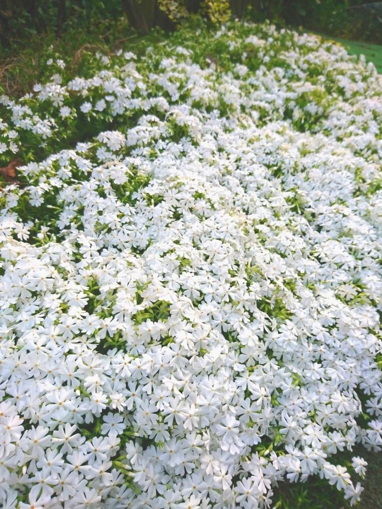 シバザクラの投稿画像 By いづみさん 春のお花と4月とお花の絨毯と多年草と花のある暮らしと白い花と庭の宿根草 18月4月 5日 Greensnap グリーンスナップ