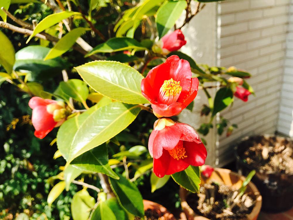 花のある暮らしの投稿画像 By まりもっちさん ツバキの花 18月4月5日 Greensnap グリーンスナップ