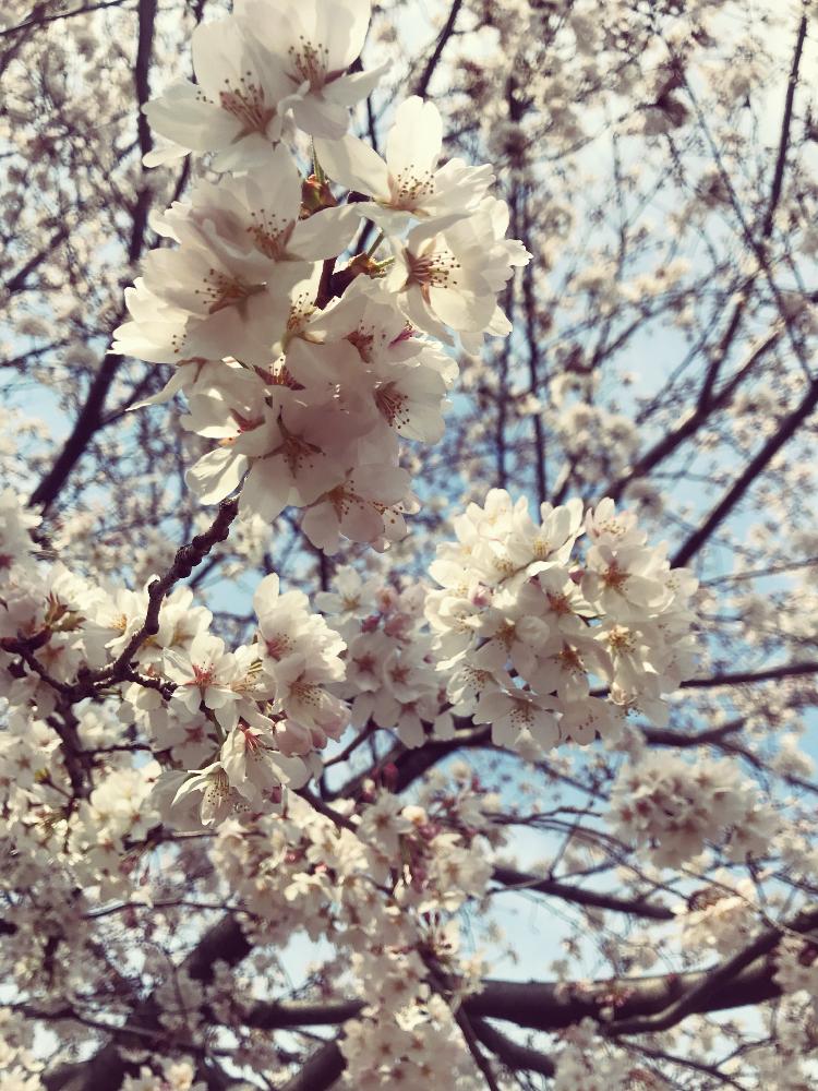 18桜 コンテストの投稿画像 By まりもっちさん 植中毒 18月4月5日 Greensnap グリーンスナップ