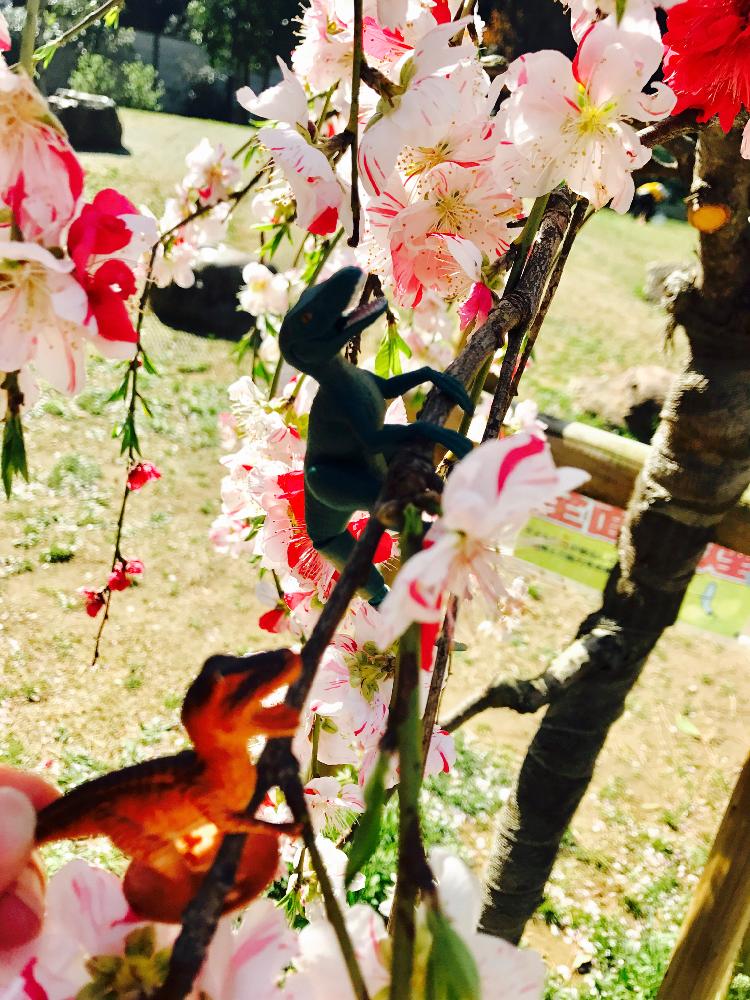 マクロな世界 コンテストの投稿画像 By まりもっちさん 花と恐竜 18月4月5日 Greensnap グリーンスナップ