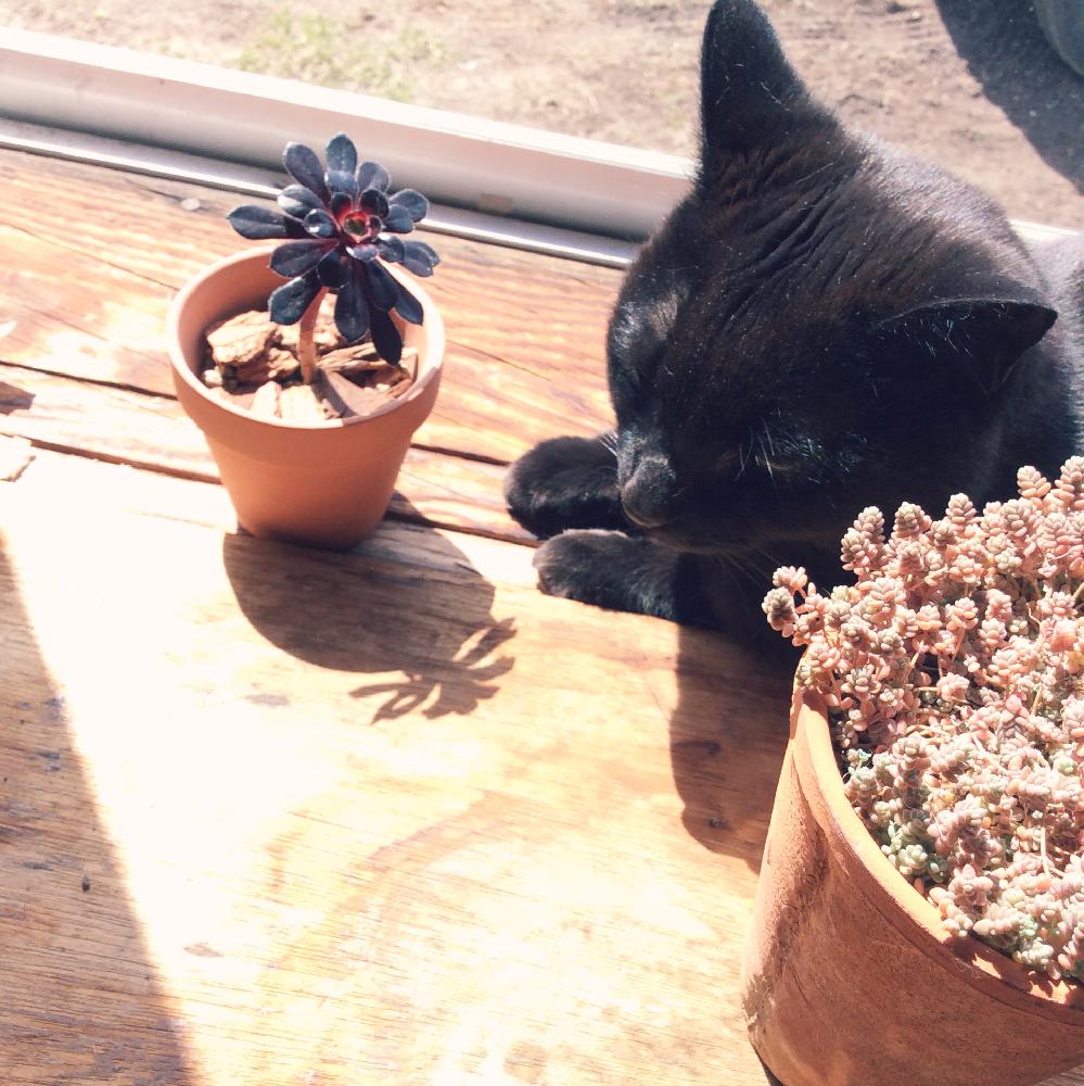 黒法師の投稿画像 By あおいねこさん 窓辺と黒い多肉植物とネコ好きと北海道タニラーとネコと植物とタニラーとネコと多肉 黒法師と北海道とタニクちゃんと 黒い多肉植物とネコ好きと北海道タニラーとネコと植物とタニラーとネコと多肉 黒法師と北海道とタニクちゃん 黒法師の投稿画像 By あおいねこさん 窓辺と黒い多肉植物とネコ好きと北海道タニラーとネコと植物とタニラーとネコと多肉 黒法師と北海道とタニクちゃんと 黒い多肉植物とネコ好きと北海道タニラーとネコと植物とタニラーとネコと多肉 黒法師と北海道とタニクちゃん