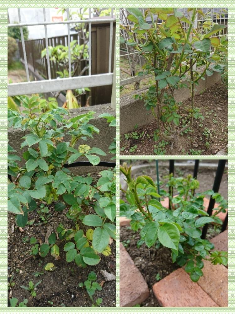 黒星病の投稿画像 By りぉさん 初心者と庭作りと植中毒とハラハラドキドキと花のある暮らしとばら 薔薇 バラとバラ ミニバラ 18月4月5日 Greensnap グリーンスナップ