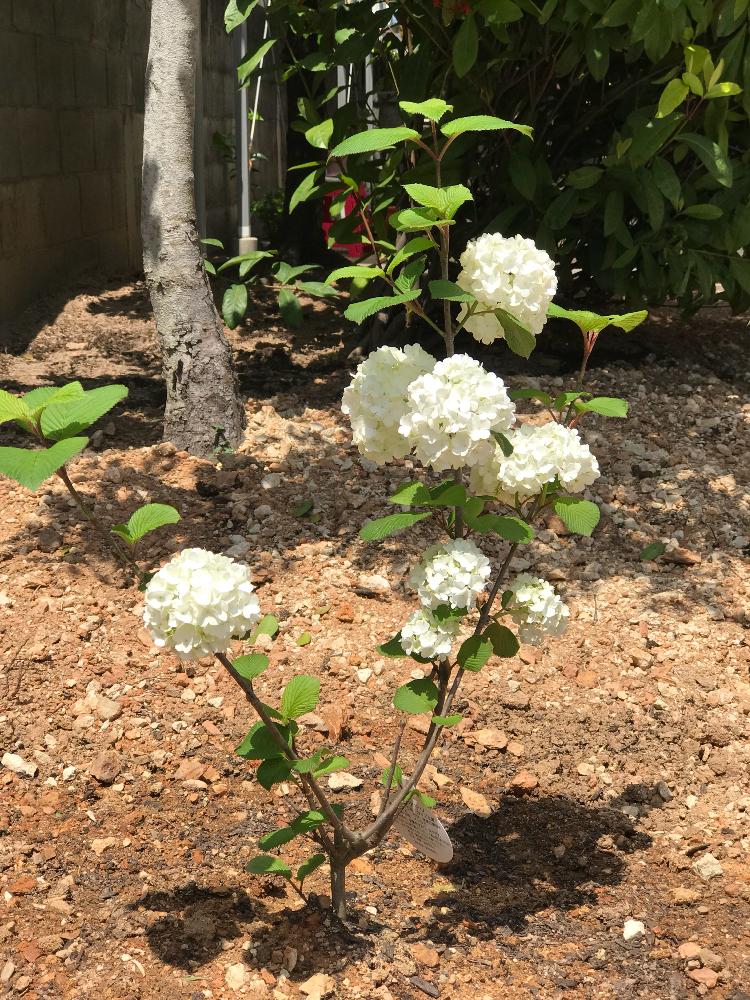 オオデマリの投稿画像 By モッコさん 白くて丸いかたまりでて可愛い と初めての植え付け ﾟஐ と我が家の庭木 と早く大きくな れ と花のある暮らし 18月4月5日 Greensnap グリーンスナップ