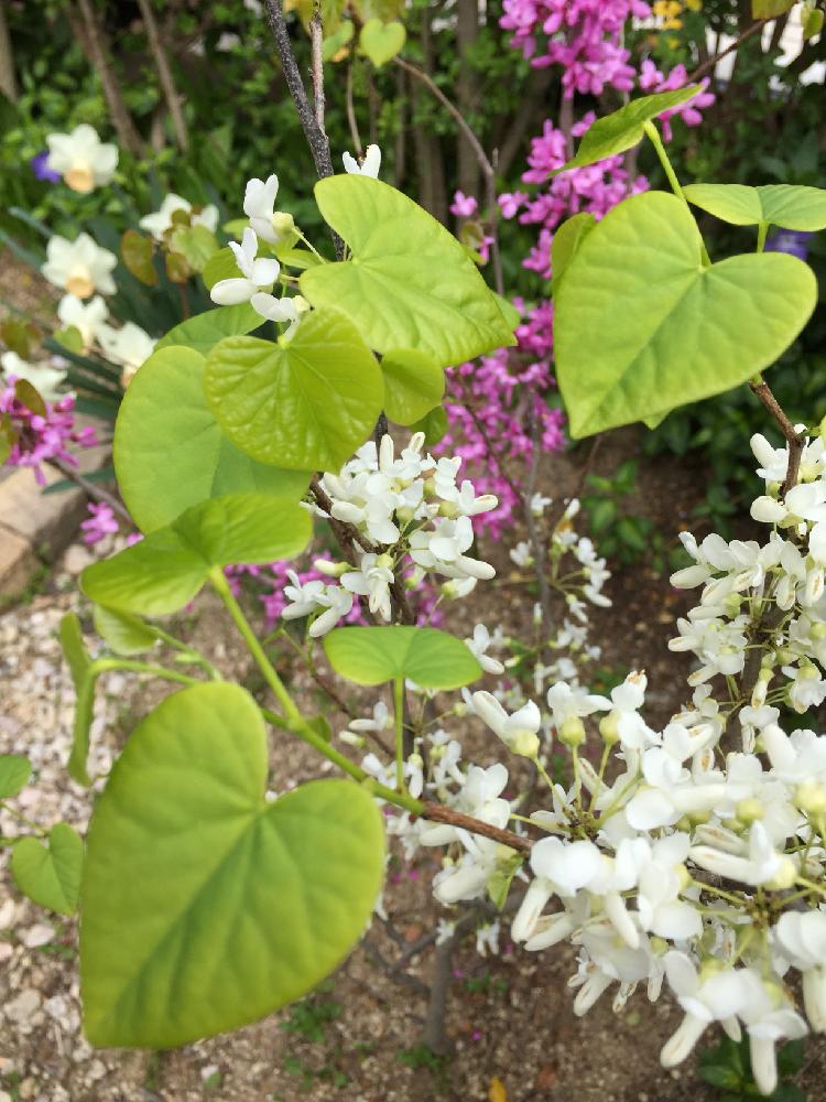ハナズオウの投稿画像 By サクサクレモンさん ハートの形と植中毒と春ですね と白い花と紫の花と咲いた と新緑 18月4月5日 Greensnap グリーンスナップ