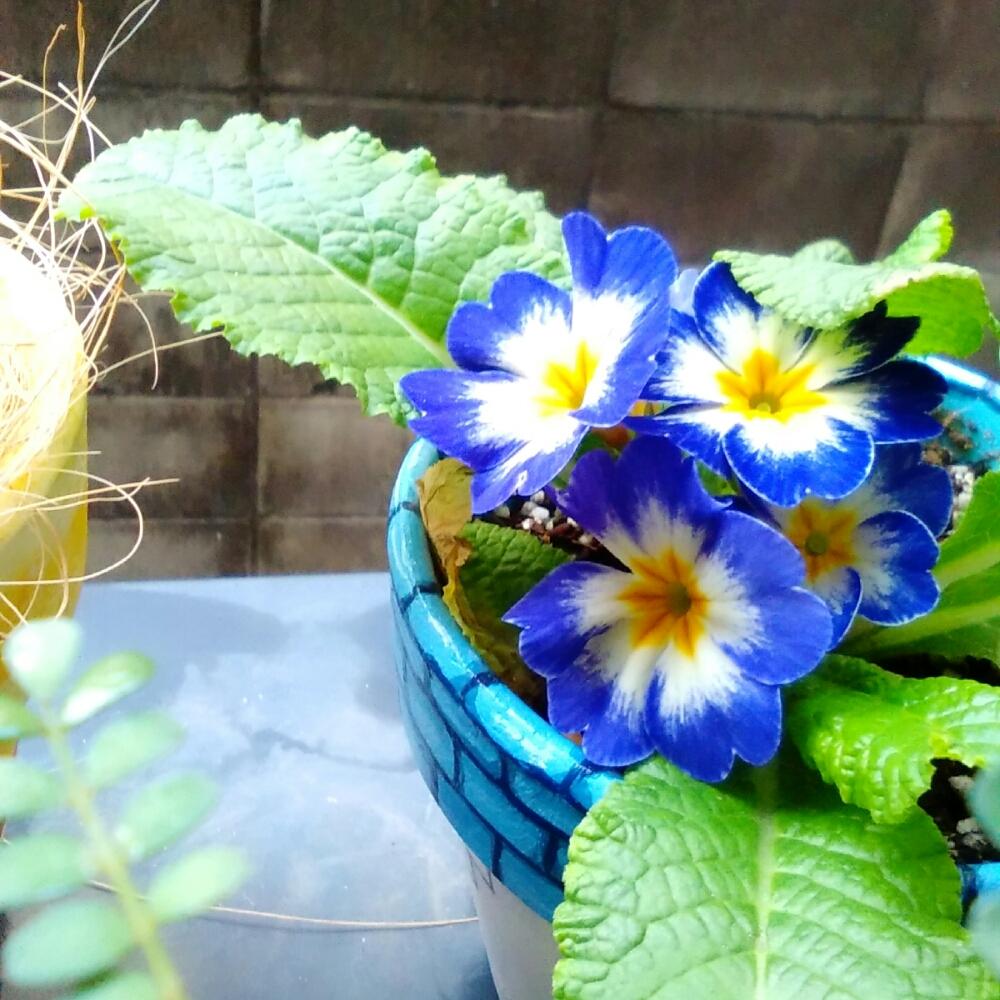 プリムラ ジュリアンの投稿画像 By ミッションさん きれいな色と青い花と花のある暮らしと癒しとリメ缶 リメ鉢とリメ鉢とバルコニスト 18月4月5日 Greensnap グリーンスナップ