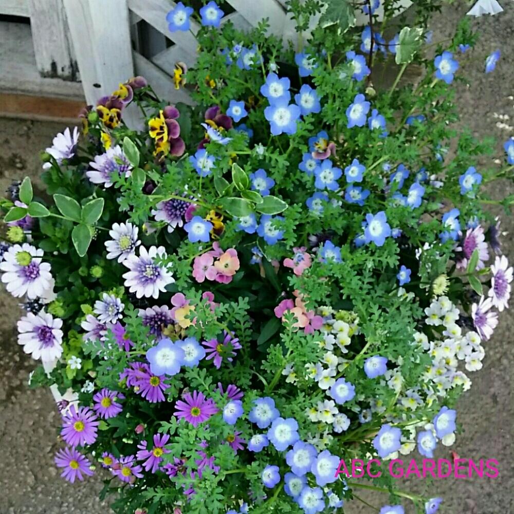 エリシマム スプリングパーティーの投稿画像 By Abcガーデンズさん ツルニチニチソウとネメシア ピンクレモネードとブラキカムとネモフィラと花のある暮らしとabcガーデンズとおしゃれ と寄せ植えと花のある暮らしとabcガーデンズとおしゃれ と寄せ植え 18月4月5日