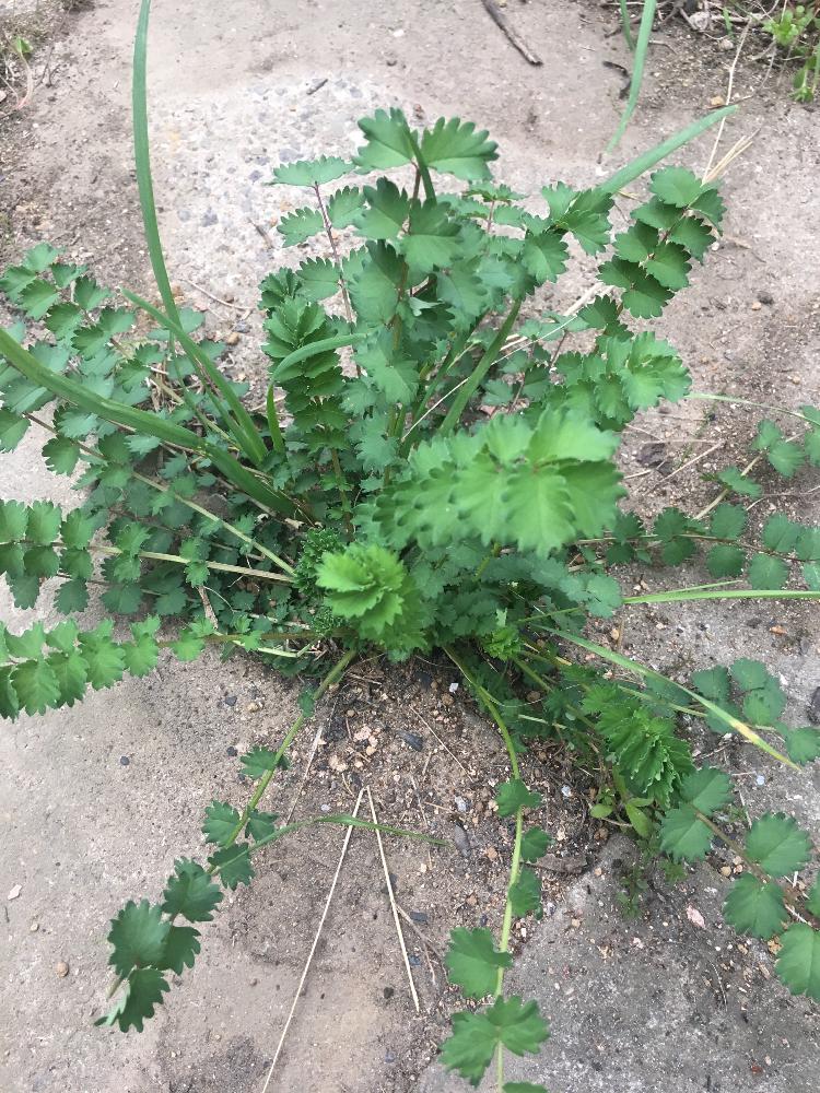 サラダバーネットの投稿画像 By まんなさん 18月4月5日 Greensnap グリーンスナップ Greensnap グリーンスナップ