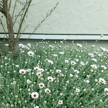 西側の花壇の投稿画像一覧 Greensnap グリーンスナップ