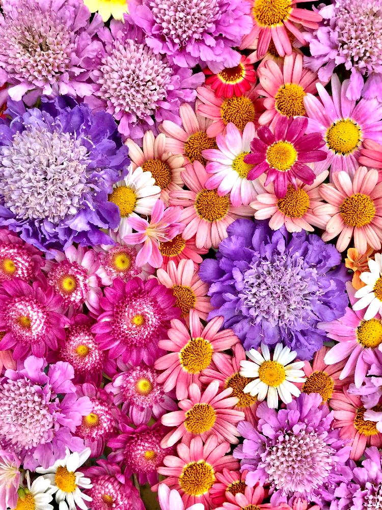 沢山のお花の投稿画像 By Kimikimiさん 壁紙と真上から と美花と綺麗なミドリとgs映えと ひとてま込めて コンテストと花遊びとスマホ撮影と壁花と創作 18月4月5日 Greensnap グリーンスナップ
