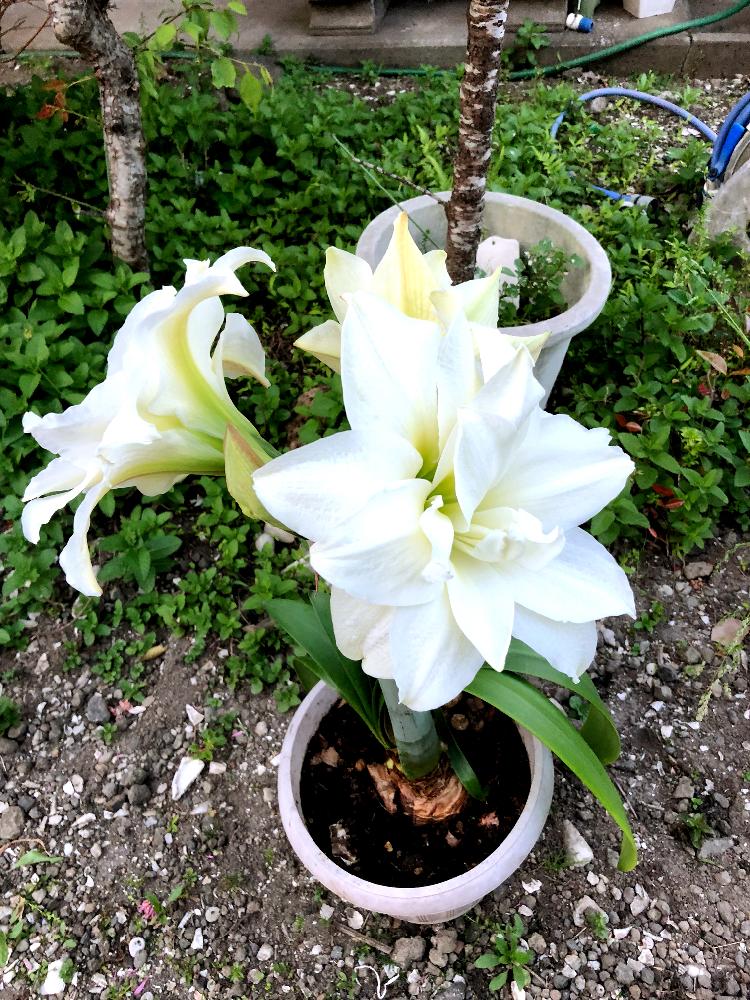 株分けの投稿画像 By あぐりさん アマリリス と綺麗な花と花のある暮らしと白い花とかわいい花 18月4月5日 Greensnap グリーンスナップ