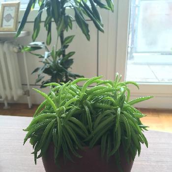 ほぎーのアルバム Greensnap グリーンスナップ