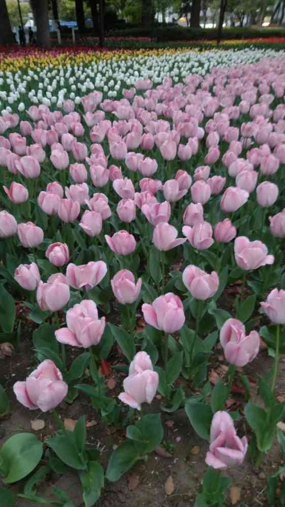 bouquetさんの横浜公園への投稿