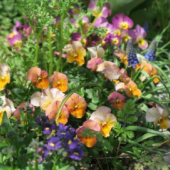 いとおしい植物の表情フォトコンの画像 by Jalapenoさん | 小さな庭とビオラとネメシアとネモフィラとムスカリ アルメニカムと ムスカリと満開とお気に入りのビオラといとおしい植物の表情フォトコンとGS映えと植中毒とネメシア☆とビオラの季節とガーデニングと花のある暮らしと花が好きと可愛らしいビオラと大好きビオラ